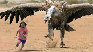 16 Momentos Impactantes ! De Cuando Los PÁJAROS Peligrosos Se COMEN DESPIADADAMENTE Otros ANIMALES by WILD ANIMALS salvajes 23,777 views 1 year ago 17 minutes