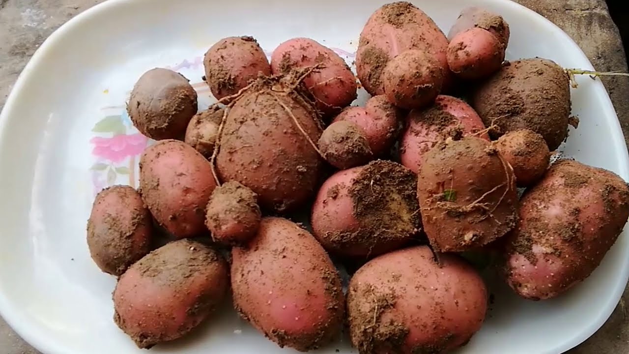Grow Potatoes in container easily at your home 