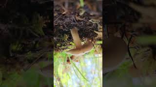fungi find! #fungi #foraging #pnw #mycology #mushroom #nature #hiking #outdoors #happyplace