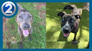 Two Maui dogs found dead in mass grave at California animal sanctuary