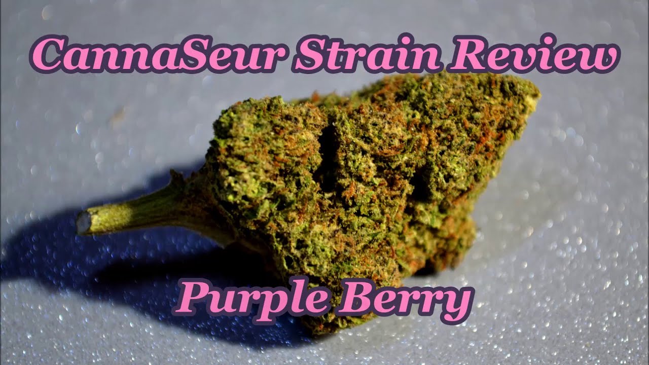 Purple Berry 420 CannaSeurs Strain Review! Cannaseur Jordan & Jade