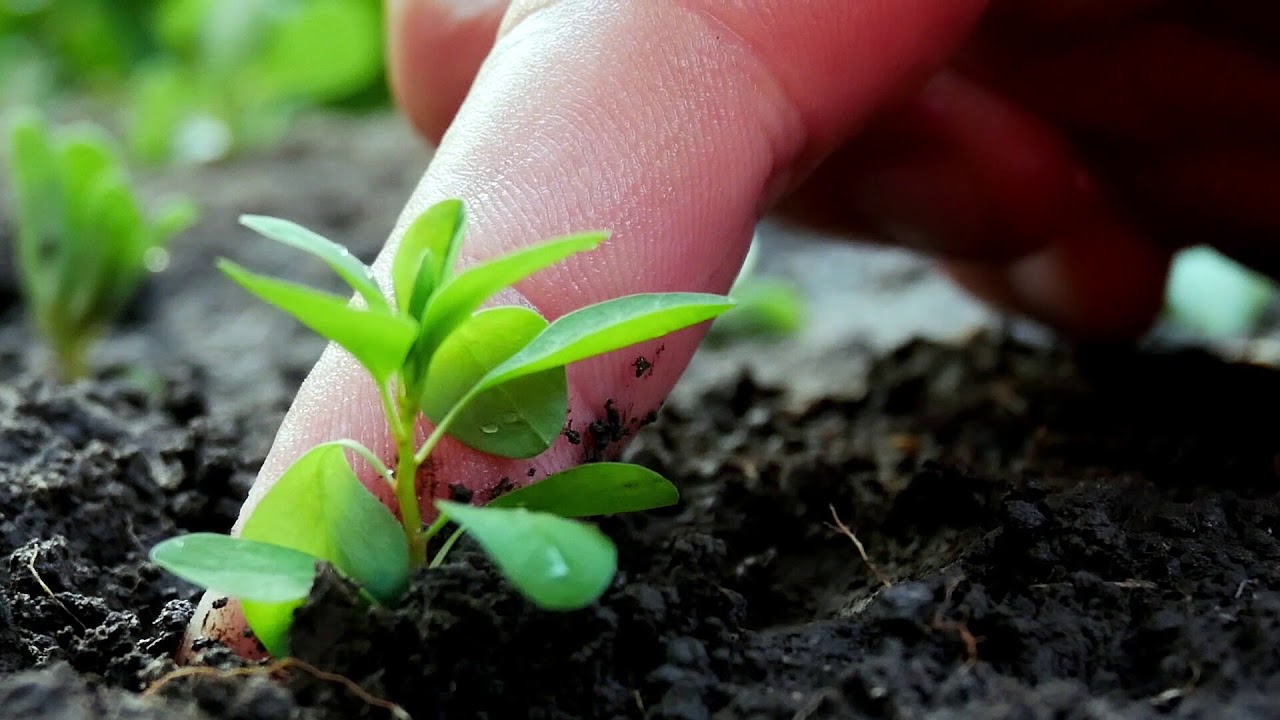 SIEMBRA DE PLANTULAS