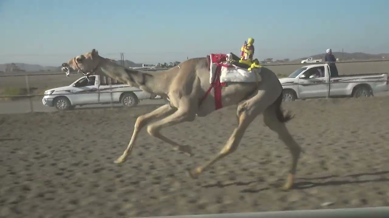 الشوط 2(هملول)سالم بن مسعود الدويكيالتوقيت:٥:٥٣