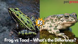 Frog vs Toad: What’s the REAL Difference? | Fun Animal Facts Explained!