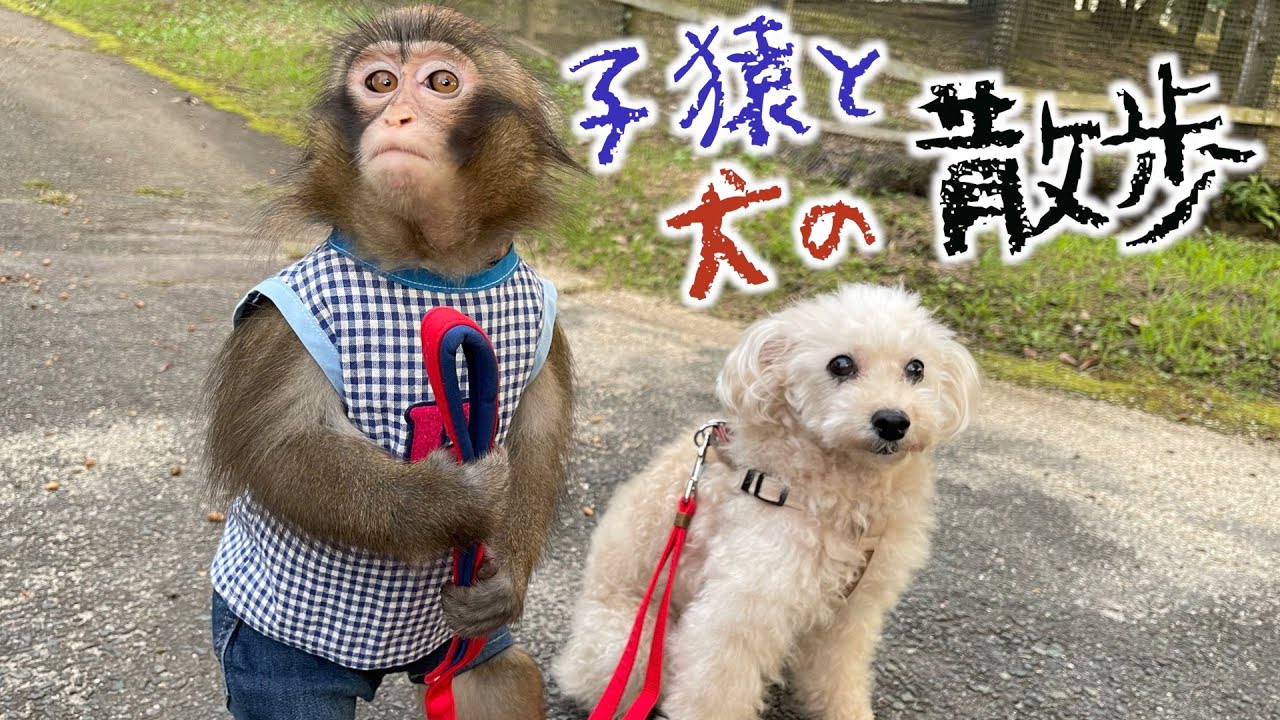 名コンビ誕生！？犬の散歩ができちゃう子猿が可愛くて天才！