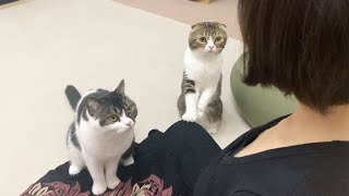 🐈ゴミ捨てに行っただけで甘えん坊猫が離れなくなりました…泣