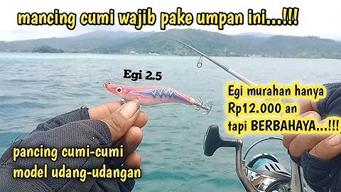 mancing cumi di laut wajib pake umpan ini, pancing cumi-cumi model udang murah tapi BERBAHAYA