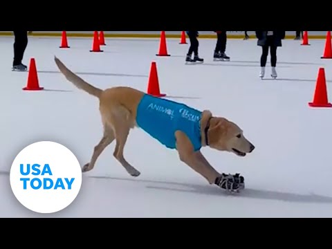 Ice skating dog makes it look easy on the rink | USA TODAY