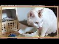 【ご報告】猫のキクちゃんが療法食を食べるようになりました。☆I started to eat cat therapy food.