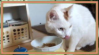 【ご報告】猫のキクちゃんが療法食を食べるようになりました。☆I started to eat cat therapy food.
