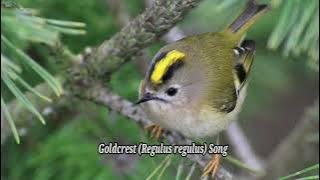 Goldcrest Regulus regulus Song  Goldcrest Sound  Goldcrest Call  Goldcrest Noise  Bird Songs 🎵