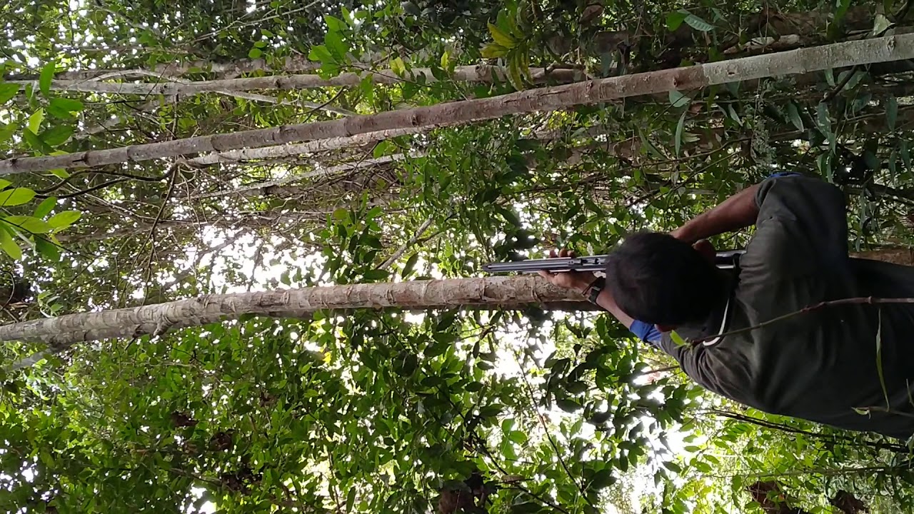 berburu binatang  langka  jenis luwak di pulau Borneo kalbar 