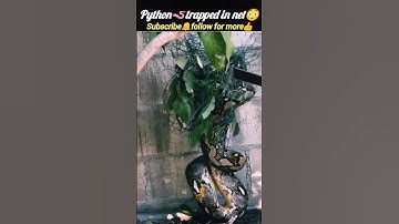 Python🪱trapped😱 | Python attacks | big snake | animals life | @DeadlyFoorest | #shorts