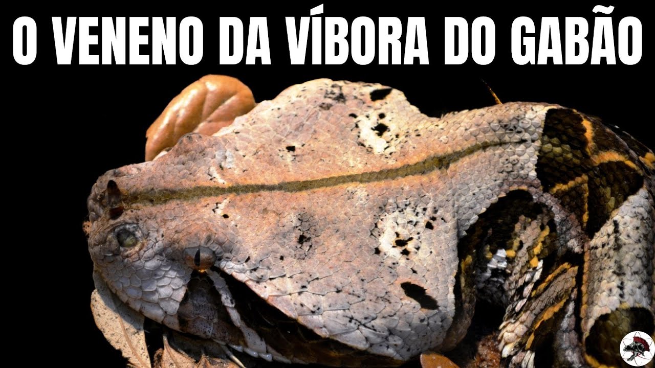 O Veneno da Bitis gabonica | Biólogo Henrique o Biólogo das Cobras