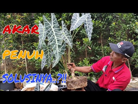 Video: Kaedah Pembiakan Alocasia: Ketahui Tentang Pembiakan Alocasia