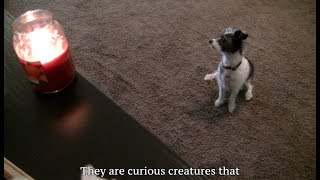 Pet Fire Safety Series: Open Flames