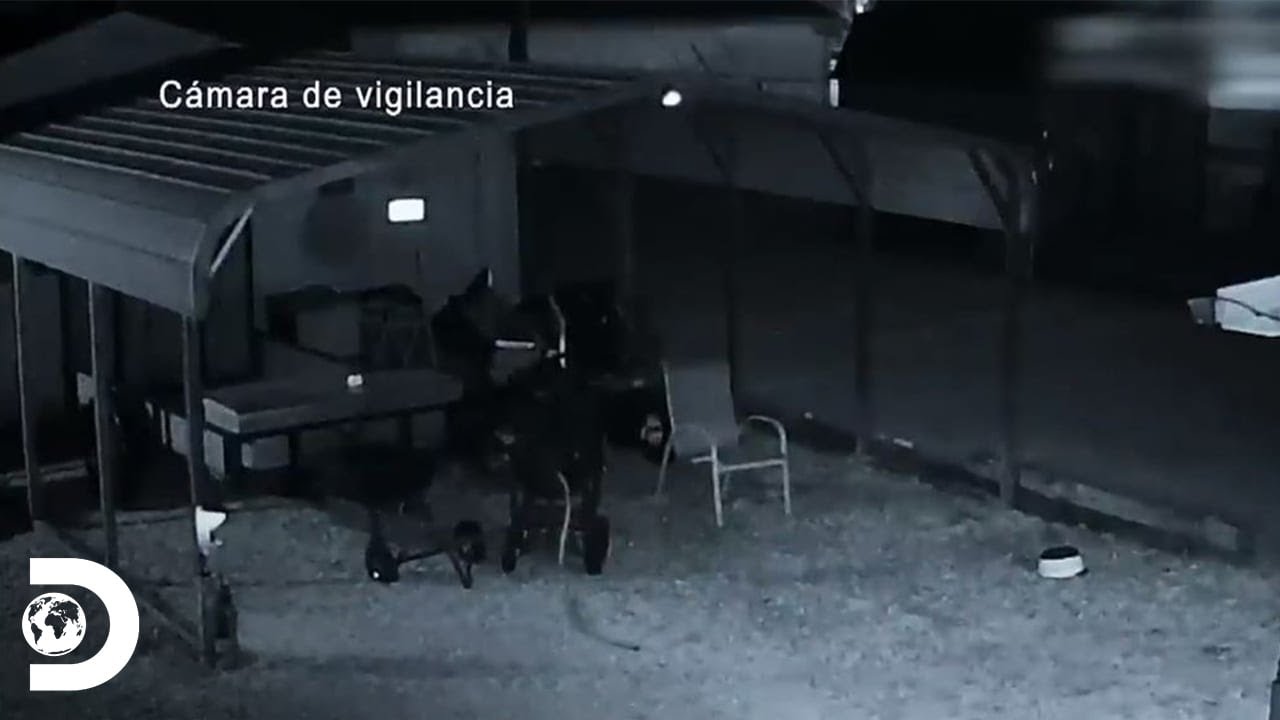 Los momentos más trágicos en el programa | Mirada Policial | Discovery Latinoamérica