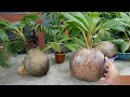 UPDATE PROSES BONSAI KELAPA ORI AKAR TIDAK TEMBUS