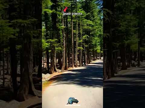 Ushu Forest Kalam Valley Most Beautiful Forest In Swat Pakistan