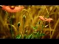 نايف الفيصل سورة الفاتحة مكررة 7 مرات نايف الفيصل سورة الفاتحة مكررة 7 مرات