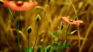 نايف الفيصل - سورة الفاتحة مكررة 7 مرات