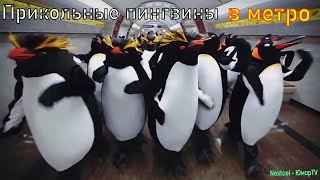 Прикольные Пингвины В Метро Юмор