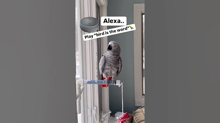 Alexa…Play bird is the word🦜#dancingparrot #singingparrot #birdistheword #africangreyparrot #alexa