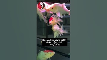 Tác Dụng Và Vai Trò Của Chổi Lọc Nước Hồ Cá Cảnh, Cá Koi