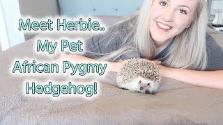 My Pet AFRICAN PYGMY HEDGEHOG | Basic Care and Advice