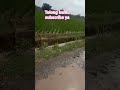 Areal persawahan #fypシ゚viral #dangdut #shortvideo #sawah #jalan #lingkungan #trending #music