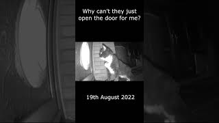 First days of using the catflap  Mr. Darcy, tuxedo cat