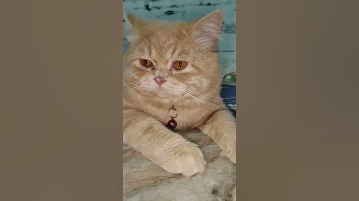 Video 11254701: cats cute pets compilation, cat compilation funny pet, cat kitten funny compilation, cats funny fails compilation