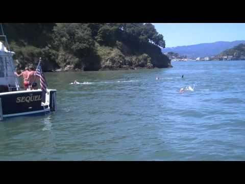 Shark Attack -