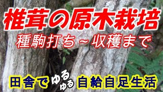 椎茸の原木栽培　種駒打ち～収穫まで　2020年4月～2022年2月【田舎でゆるゆる自給自足生活 ／ 第70回】