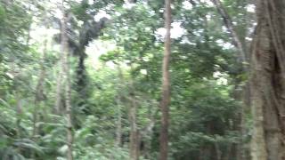 Обезьяний  лес,  Бали -1