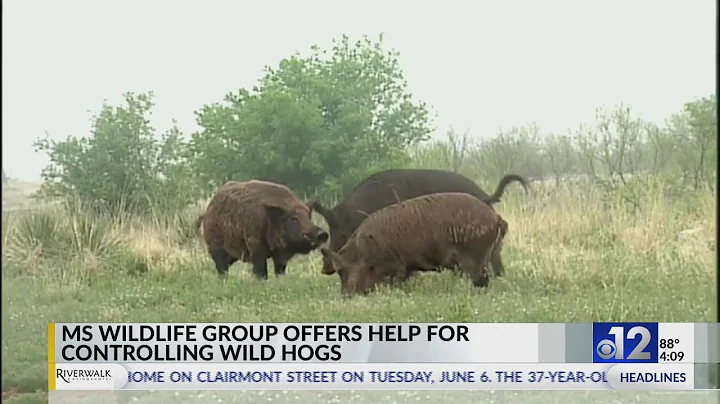 Mississippi wildlife group offers help for controlling wild hogs