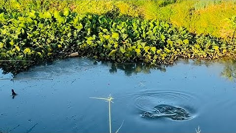 Câu Cá Phi Kênh Nhỏ Bằng Mồi Trùng