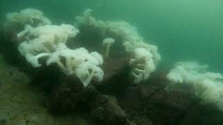 Diving the metridium fields off the coast of Monterey Bay, California