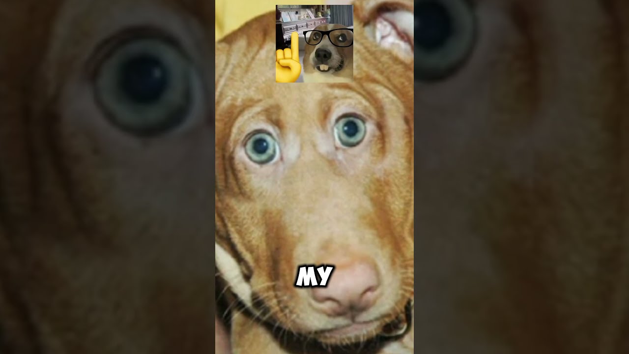 If Animals Eyes Were In The Front Shorts