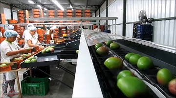 GREEFA -  Luna Verde - CombiSort 2 lane for sorting mangoes in Peru