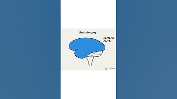 "Where is my brain tumor?" 🧠