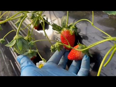 MANG KEPWING FINAL SPRAY OF VITAMINS FOR THE STRAWBERRIES THIS YEAR 2025 #Viral#agriculture#farming.