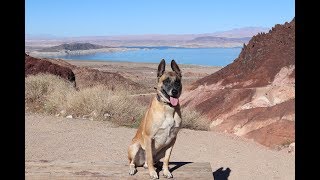 Rocky Does Lake Mead- Famous Malinois-Enjoy by MasterPaw 14,864 views 5 years ago 6 minutes, 10 seconds