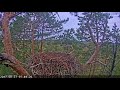 Tiesraides lvm 20170827 sound i think grouse 