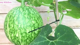 চাইনিজ লাউয়ের ২জি কাটিং কি এবং কেন CHINESE KODHU PUMPKIN 2G CUTTING