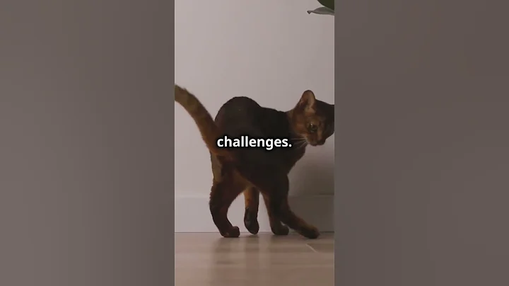 Watch the video about Abyssinian Cats # #CatFacts #AbyssinianCat #PetLovers"