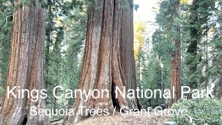 Kings Canyon National Park / Sequoia Trees of Grant Grove / California