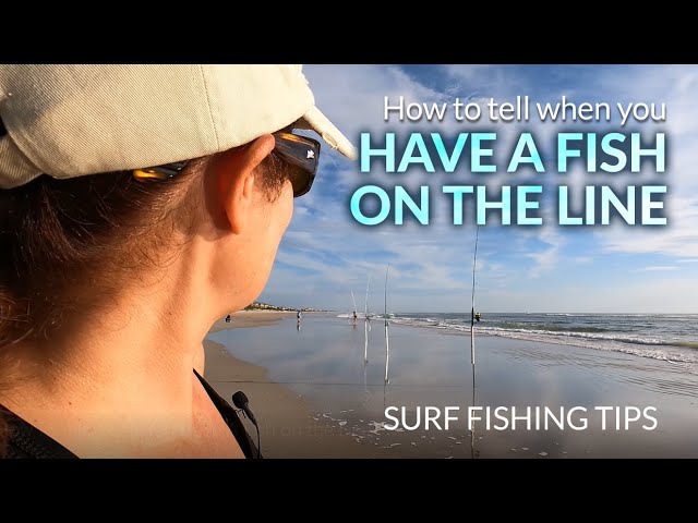 The Secret To Knowing When You Have A Fish On The Line Surf Fishing 