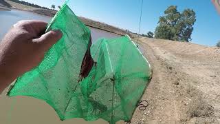catching big yabbies in a collapsible bait trap
