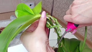 ОТДЕЛИТЬ ДЕТКУ орхидеи от ЦВЕТОНОСА и ПОСАДИТЬ детку орхидеи